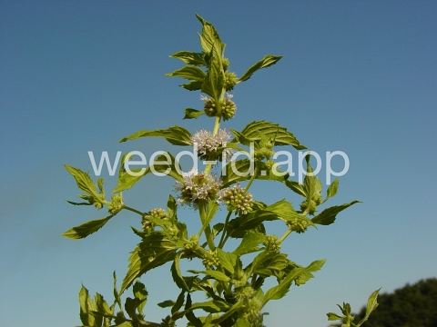 mint, field